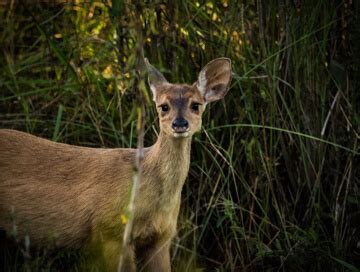 Brown brocket deer hunting in North America - BookYourHunt.com