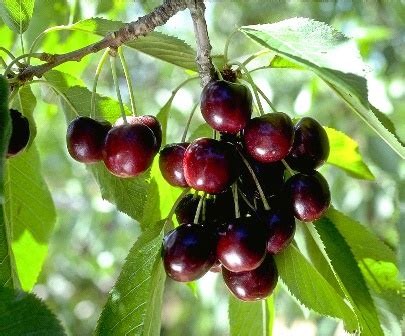 Black Tartarian Cherry Tree | Ison's Nursery & Vineyard