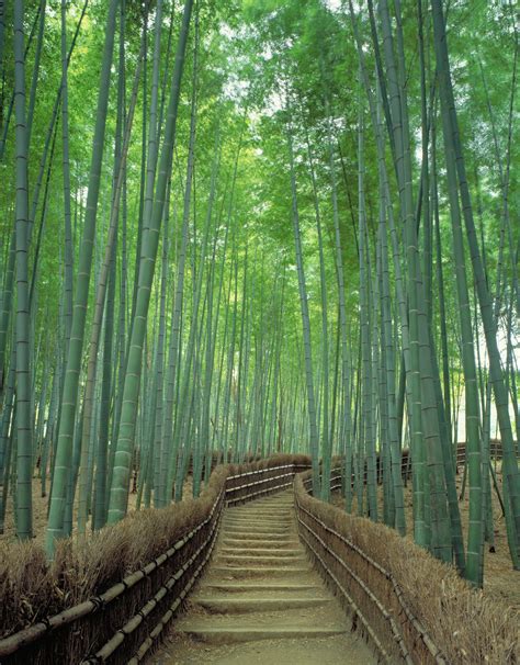 Kyoto's Sagano Bamboo Forest, one of the world's prettiest groves ...