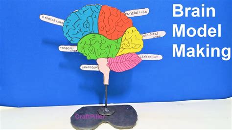 brain model making for science fair project | diy at home easily using waste materials ...