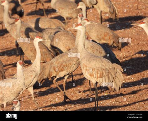 Sandhill Cranes at Whitewater Draw - P1000 Stock Photo - Alamy