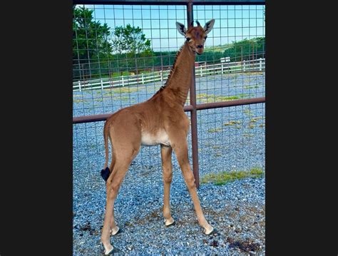 Rare Spotless Giraffe Born at Zoo