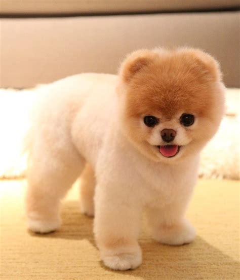 Top 6 Best Pomeranian Haircut Styles | The Paws