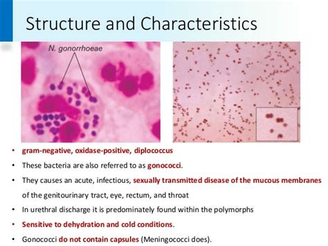 Gonococci