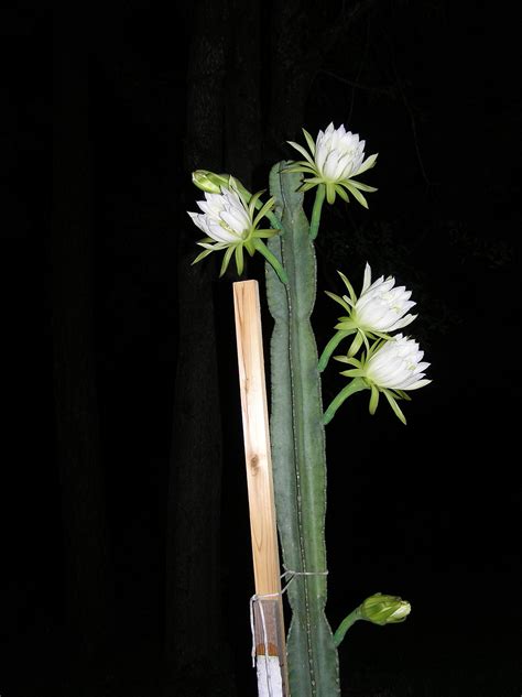 Night-Blooming Cereus – ID | Walter Reeves: The Georgia Gardener