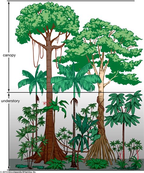 Tropical Rainforest Plants Facts