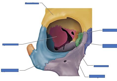 BIO 201 Lab Bones of Eye Orbit Label Diagram | Quizlet