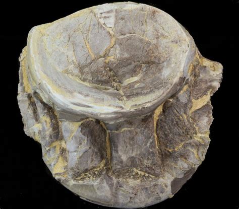 2.4" Cretaceous Xiphactinus Vertebrae - Kansas For Sale (#39471) - FossilEra.com