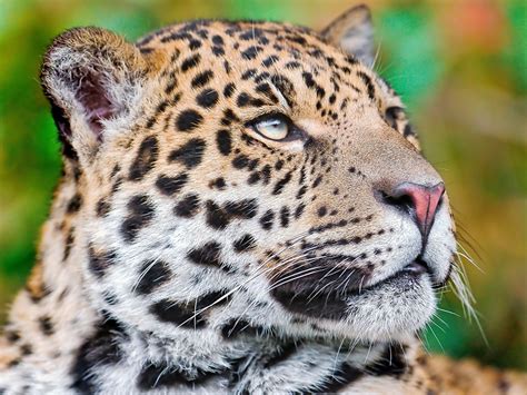 Pictures jaguar Big cats Snout animal Staring