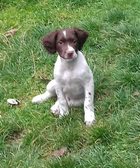 Liver and white Springer Spaniel dog Pup for Sale | in Inverurie, Aberdeenshire | Gumtree