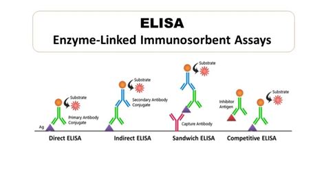 Principle of ELISA - Microbiology Notes