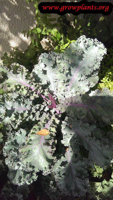 Curly Kale - How to grow & care