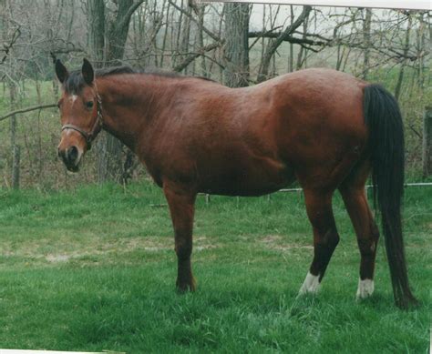 Primarily pets: A beautiful old horse