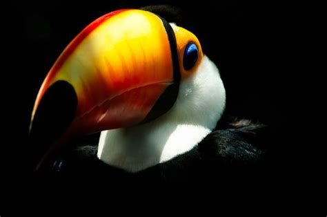 Toucan Diet Stock Photos, Images and Backgrounds for Free Download