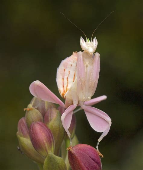 10 Wondrous Praying Mantis Facts | Orchid mantis, Praying mantis, Orchids