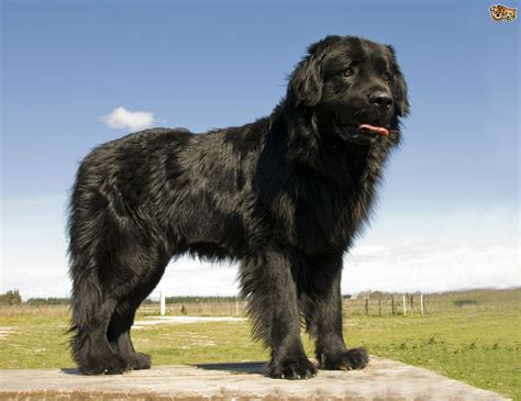 The large and lovely Newfoundland dog | Pets4Homes