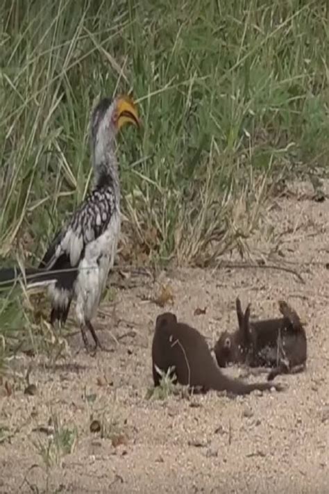 Hilarious Dwarf Mongoose Plays/Fakes Dead When Faced With Hornbill (VIDEO) #Hilario… | Beautiful ...