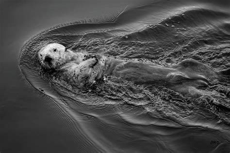 Sea Otter I BW Photograph by David Gordon - Pixels