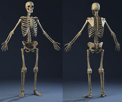 realistic skeleton anatomy male man max