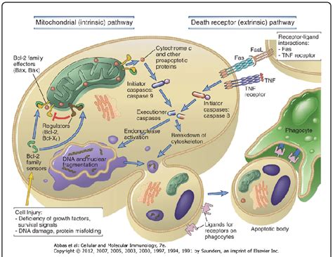 Cellular apoptosis induction pathways (from Abbas et al. [31 ...