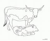Texas Longhorn Coloring Pages  Home sketch template