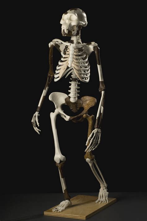 Multimedia Gallery - Reconstruction of the Australopithecus afarensis Lucy based on its partial ...