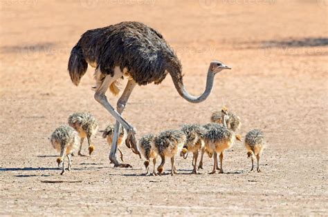 Ostrich with chicks 760818 Stock Photo at Vecteezy