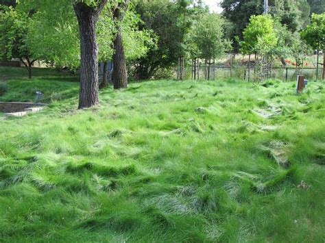 9 of the Best No-Mow Grasses for a Low Maintenance Lawn