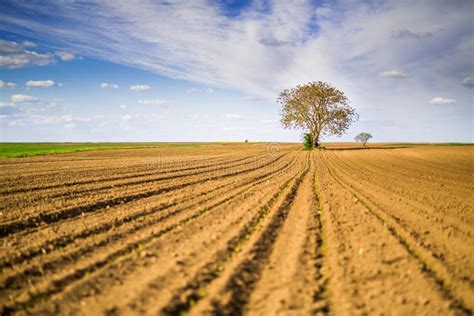 Agricultural Landscape, Arable Crop Field. Stock Photo - Image of grow, crops: 119266016