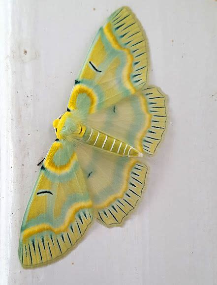 Geometrid Moth | Colorful moths, Cute moth, Moth