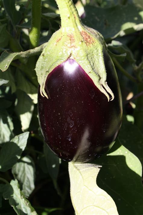 Eggplant