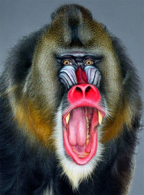 Angry male Mandrill giving a warning. (Jill Greenberg) | Animals wild ...