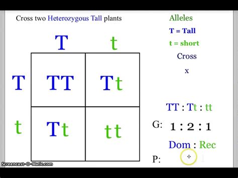 Heterozygous Punnett Square