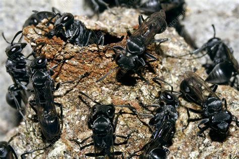 Stingless bees - Stock Image - Z345/0867 - Science Photo Library