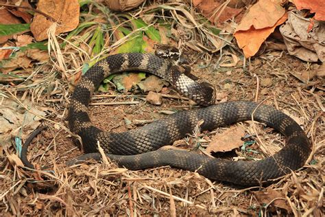 Stephens Banded Snake - South East Snake Catcher - Gold Coast