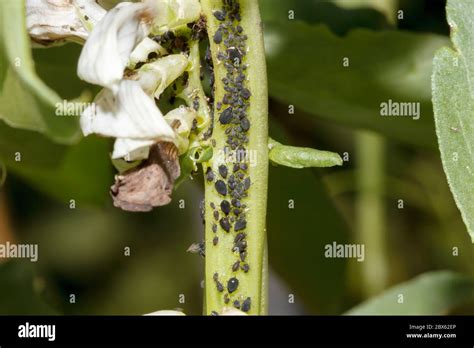 Black bean aphids (Aphis fabae Stock Photo - Alamy