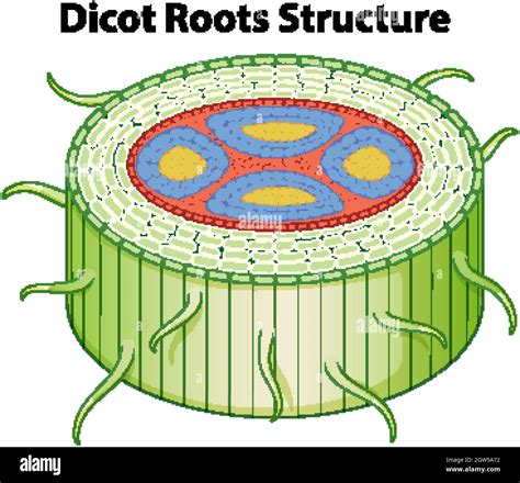 Root Diagram Monocot