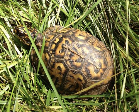 Eastern Box Turtle Hatchling - Mink Hollow Farm