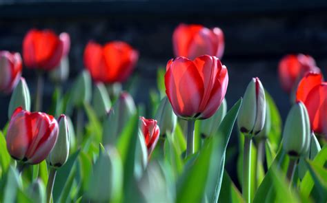 Download Close-up Red Flower Summer Flower Nature Tulip HD Wallpaper