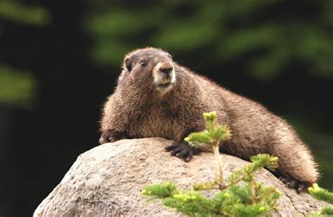 Marmot - Description, Habitat, Image, Diet, and Interesting Facts