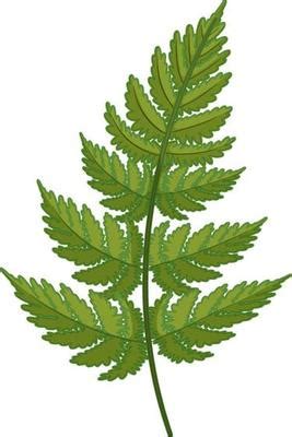 Fern Vector Art, Icons, and Graphics for Free Download