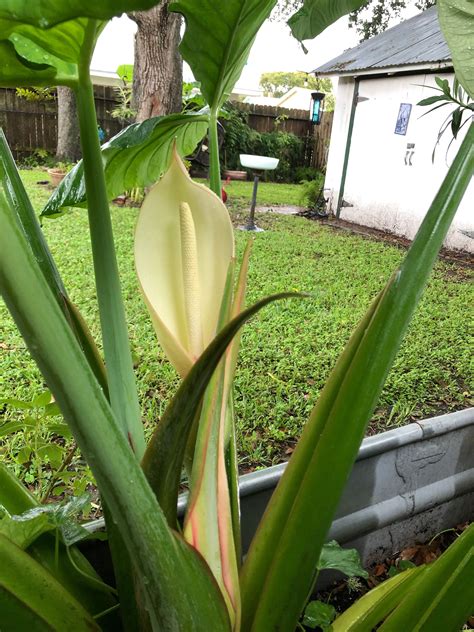 Elephant Ears plant in bloom | Elephant ear plant, Plants, Elephant ears