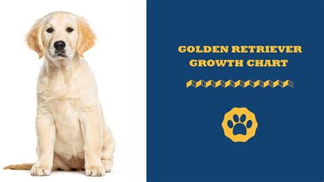 Golden Retriever Growth Stages | atelier-yuwa.ciao.jp