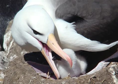 Black-browed Albatross – Diomedea melanophris - Birds