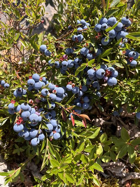 Blueberry bushes - Downhome Magazine