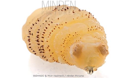 Human Botfly stock photo - Minden Pictures