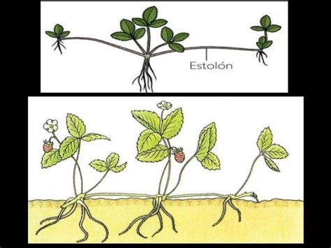 Reproduccion Asexual En Plantas - SEONegativo.com