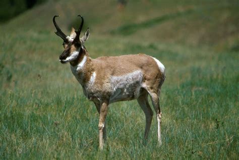 File:Pronghorn antelope male antilocapra americana.jpg - Wikimedia Commons