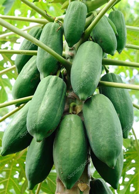 Árbol de mango con frutos verdes — Fotos de Stock © sommaill #28302255