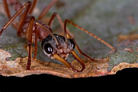 11 Terrifying Facts About Zombie Ants